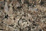 Polished Fossil Turritella Agate Stand Up - Wyoming #193578-1